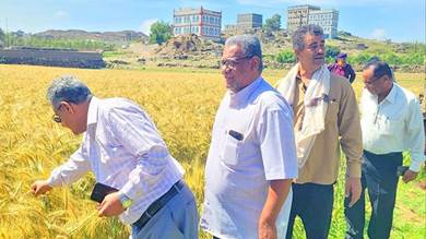 توزيع 4 طن من بذور القمح لـ120 مزارعًا بيافع